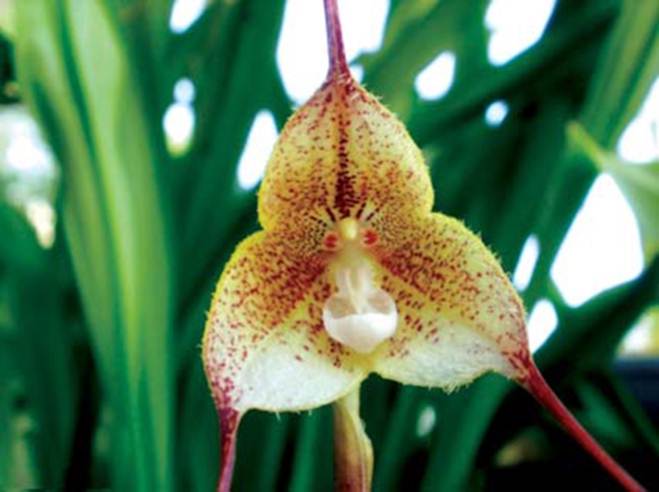 10 loại lan mặt khỉ vẫn siêu quý hiếm-4