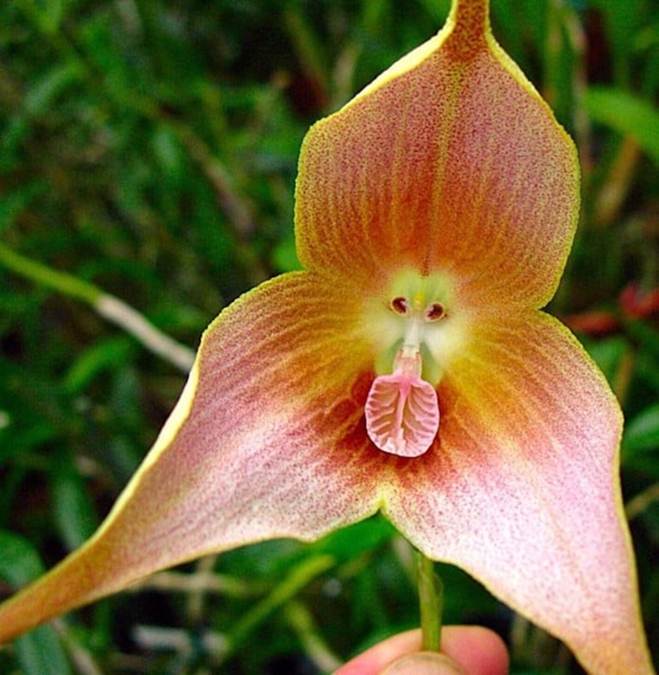 10 loại lan mặt khỉ vẫn siêu quý hiếm-5