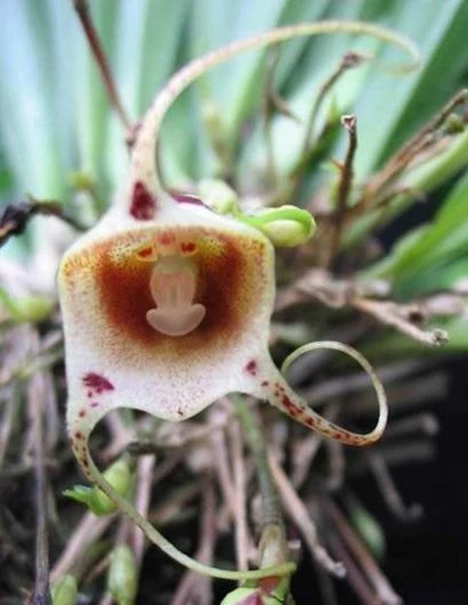 10 loại lan mặt khỉ vẫn siêu quý hiếm-6