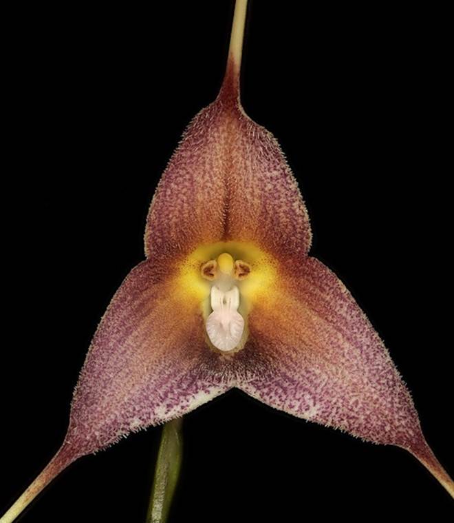 10 loại lan mặt khỉ vẫn siêu quý hiếm-7