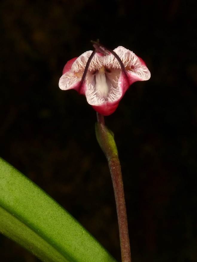 10 loại lan mặt khỉ vẫn siêu quý hiếm-9