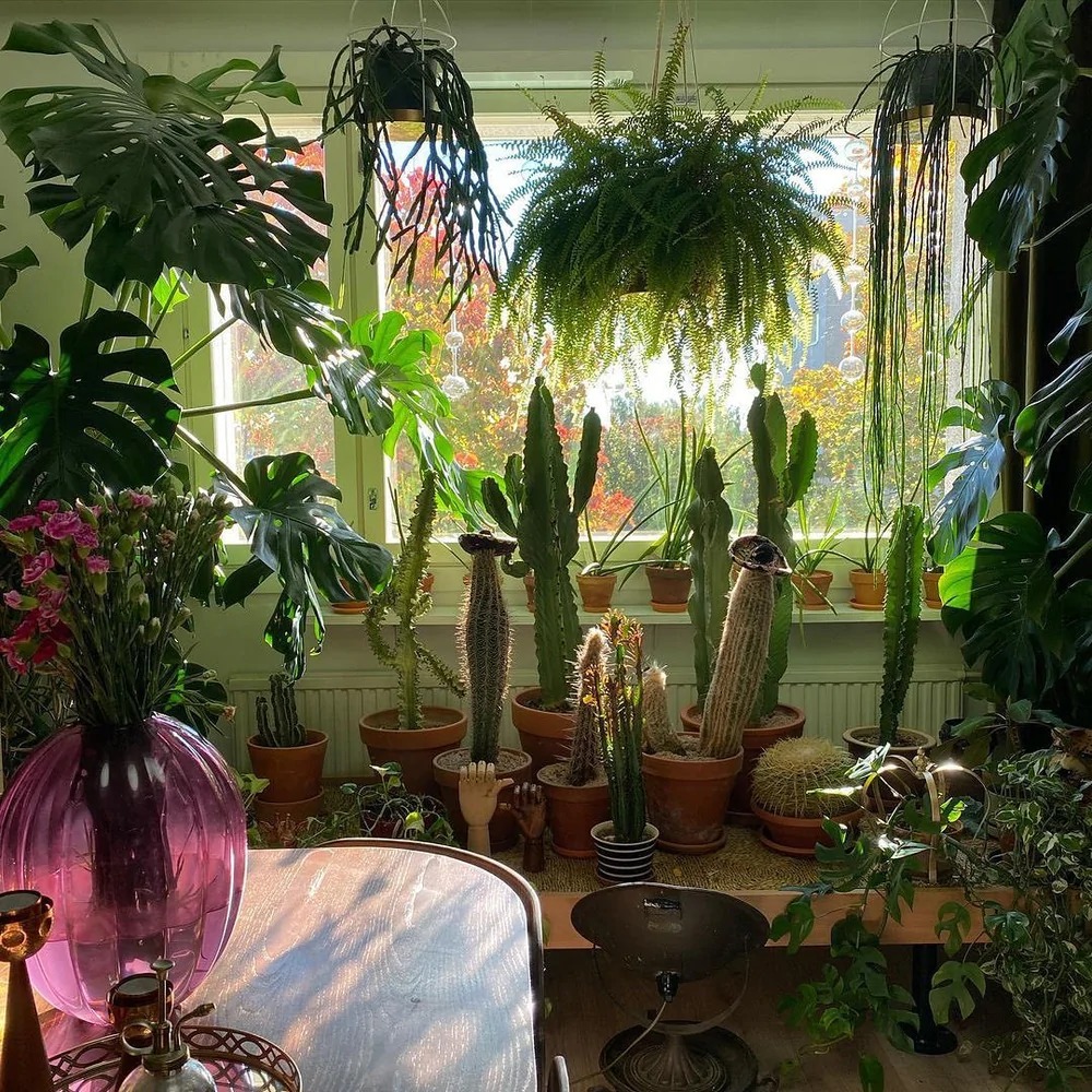 2 vị trí không nên trồng cây cảnh trong nhà, xấu cây, hại người-3