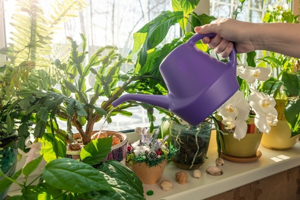 4 cây cảnh nở hoa tuyệt đẹp nhưng đỏng đảnh, phiền phức, người lười chắc chắn không nuôi được-6