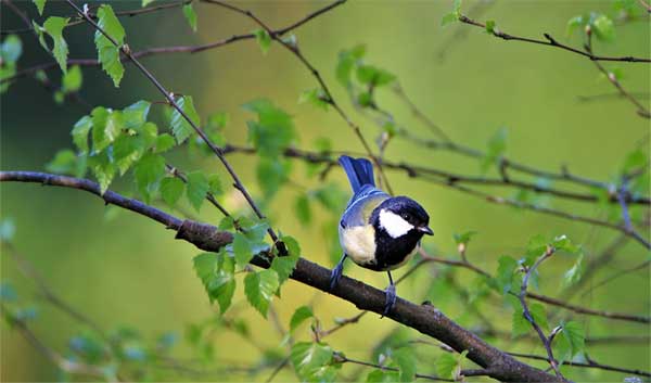 Người sinh tháng Âm lịch này khó khăn không nản, quay xe bất ngờ, tương lai lên như diều gặp gió-4