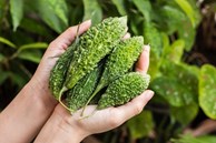 Người dân ngôi làng trường thọ nhất thế giới sống lâu trăm tuổi nhờ loại quả giá chỉ 20.000 đồng/kg ở chợ Việt