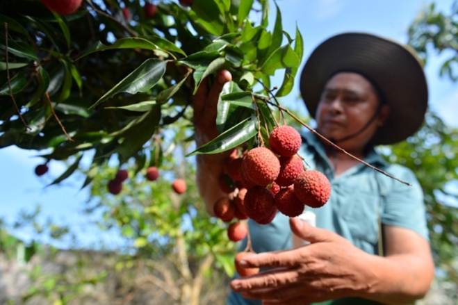 Vải đặc biệt đắt đỏ nhất Việt Nam, luôn cháy hàng mỗi khi vào mùa-4