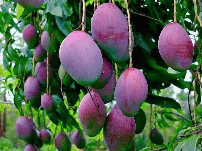 Loại quả được mệnh danh là trứng của mặt trời, giá gần 100 triệu đồng/cặp-2
