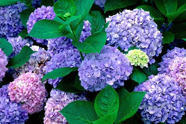 Tử vi ngày 31/5/2023: Tuổi Tý làm gì cũng thuận, tuổi Mão dễ gặp hung hiểm-4