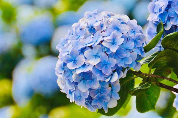 3 con giáp tuổi trẻ gian khổ, về già hưởng phúc lộc-3