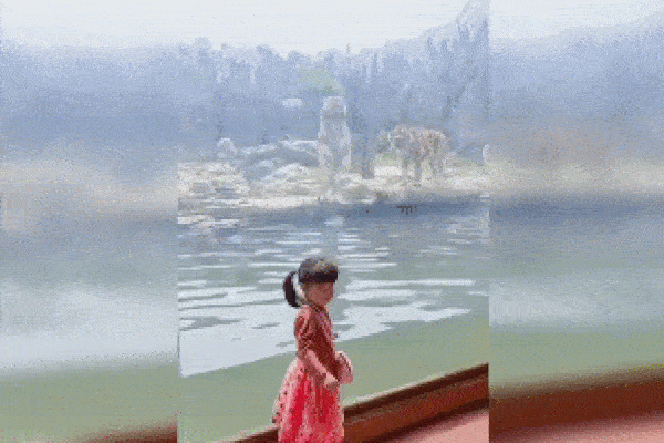 Clip: 2 thanh niên ngồi gần hổ dữ để chụp ảnh và cái kết thót tim-1