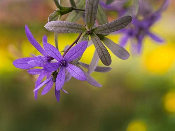 Tử vi ngày 31/5/2023: Tuổi Tý làm gì cũng thuận, tuổi Mão dễ gặp hung hiểm-2