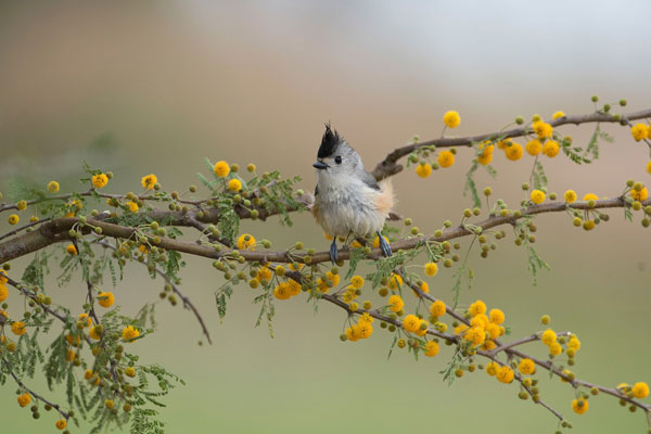 Nắm chắc thành công, người sinh tháng Âm lịch này có sự nghiệp vững vàng, tương lai rực rỡ-1