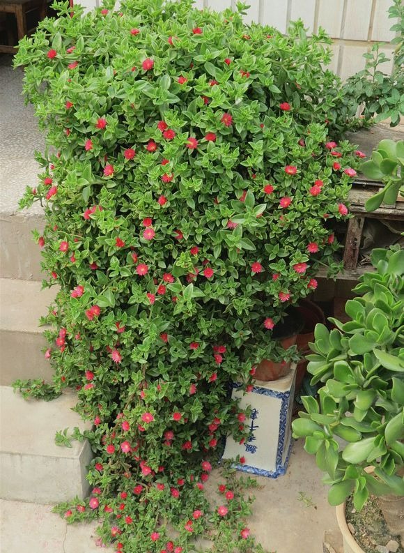 Mùa hè, trồng ngay 5 cây cảnh rèm cửa, mới lạ, đẹp mắt, xanh tươi, mát rượi, càng nhìn càng thích-2