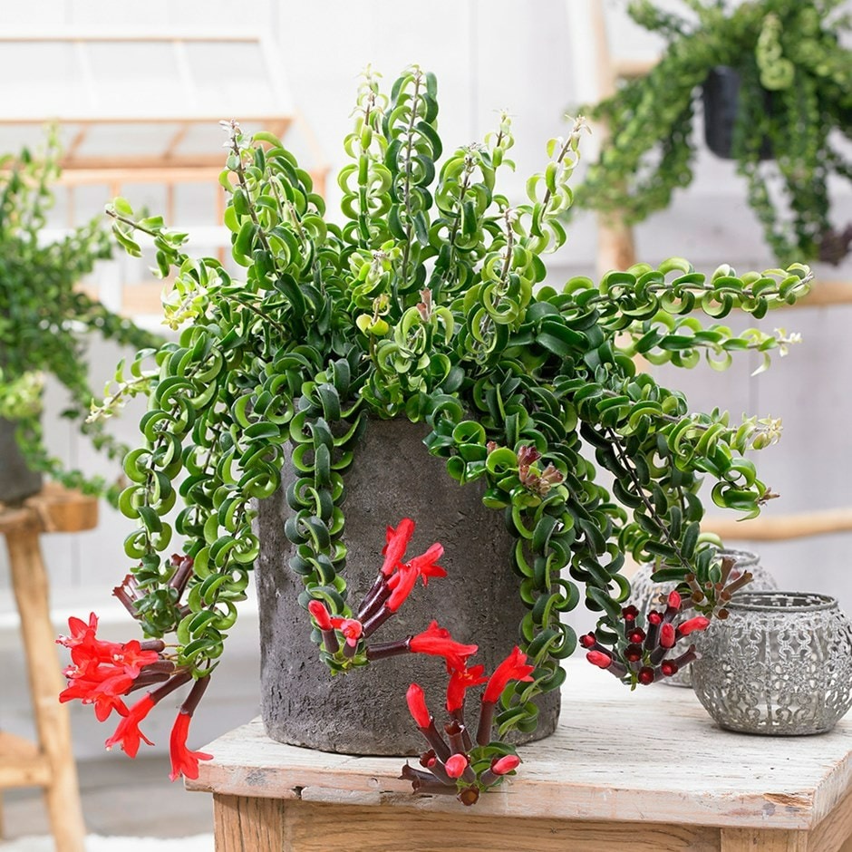 Mùa hè, trồng ngay 5 cây cảnh rèm cửa, mới lạ, đẹp mắt, xanh tươi, mát rượi, càng nhìn càng thích-3