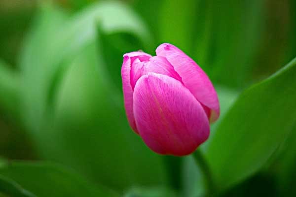 Tử vi tháng 6/2023: Tuổi Dần lên bổng xuống trầm, tuổi Mùi mọi việc trôi chảy-3