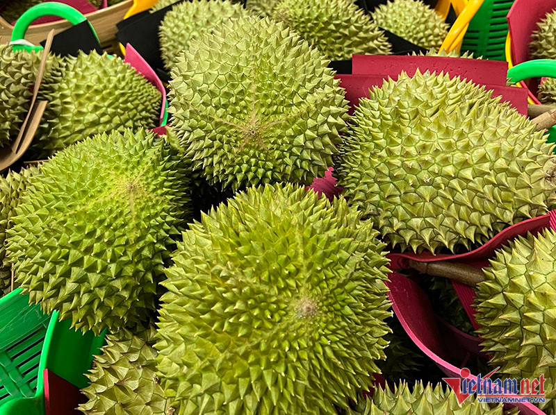 Sầu riêng Musang King trồng ở miền Tây, giá rẻ chưa từng có-2