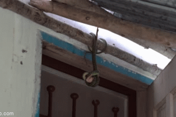 Clip: Kinh hãi khoảnh khắc rắn ăn mồi treo lơ lửng trên trần nhà