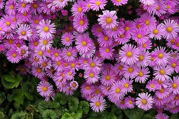 5 nốt ruồi vượng tài, càng về già càng giàu có, nam không lo thăng quan, nữ không thiếu giàu có-4