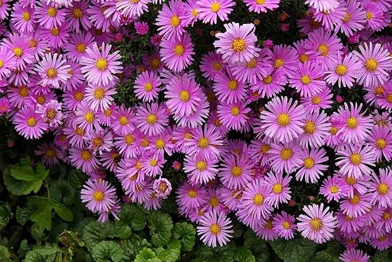 Tử vi ngày 1/6/2023: Tuổi Sửu không ngại thử sức, tuổi Dậu vướng phải sai lầm