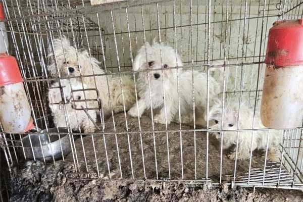Sự ác độc bên trong trại nhân giống chó ở Hàn Quốc-1