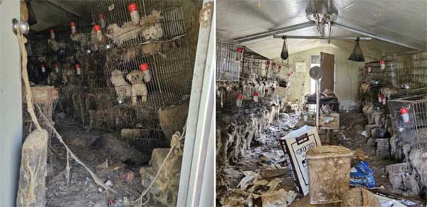 Sự ác độc bên trong trại nhân giống chó ở Hàn Quốc-3