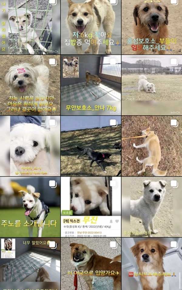 Sự ác độc bên trong trại nhân giống chó ở Hàn Quốc-5