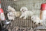 Sự ác độc bên trong trại nhân giống chó ở Hàn Quốc