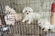 Sự ác độc bên trong trại nhân giống chó ở Hàn Quốc