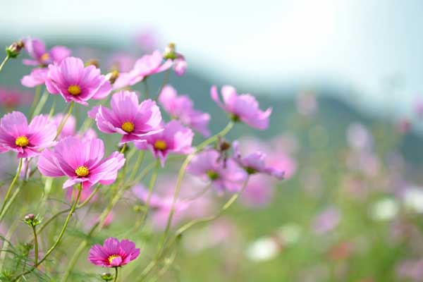 Cuối tháng 4 Âm lịch, 3 con giáp cẩn thận, tỉ mỉ, mọi sự thuận buồm xuôi gió, tiền tài đến tay-4