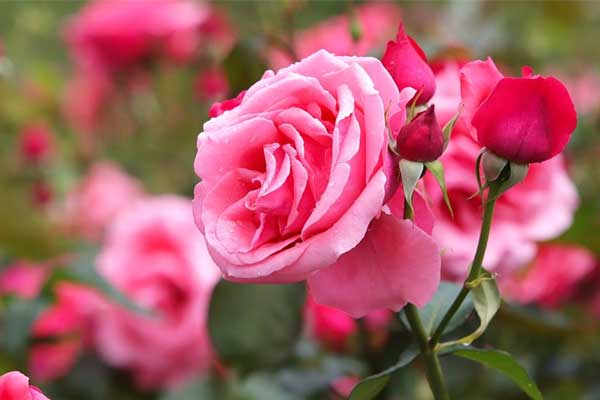 Cuối tháng 4 Âm lịch, 3 con giáp cẩn thận, tỉ mỉ, mọi sự thuận buồm xuôi gió, tiền tài đến tay-1