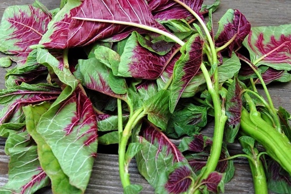 Rau dền giúp giải nhiệt ngày hè nhưng có thể gây hại nếu ăn không đúng cách-2