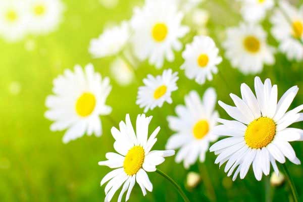 Tử vi ngày 2/6/2023: Tuổi Mão tài lộc rực rỡ, tuổi Hợi nhiều tin vui tới-1