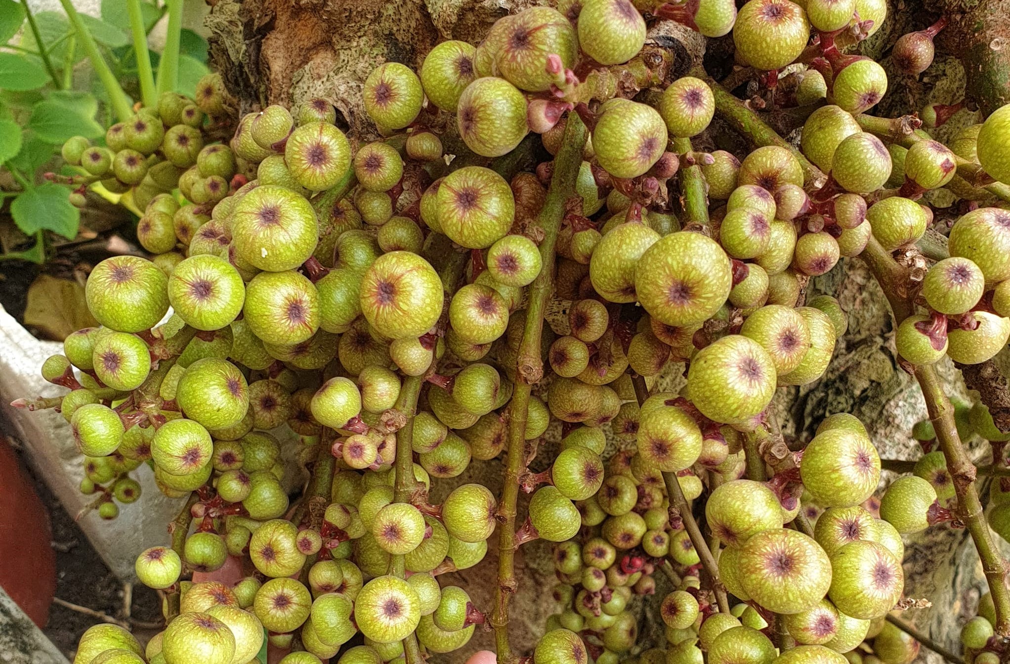 Loại quả ở quê có thể xin miễn phí, lên thành phố giá bán đến 200.000 đồng/kg-1