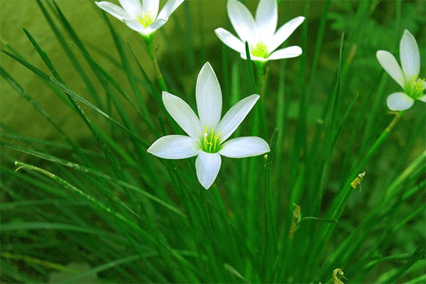 Tử vi ngày 2/6/2023 của 12 cung hoàng đạo: Cự Giải ý tưởng sáng tạo, Ma Kết mất phương hướng-3