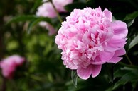 Tử vi ngày 2/6/2023 của 12 cung hoàng đạo: Cự Giải ý tưởng sáng tạo, Ma Kết mất phương hướng