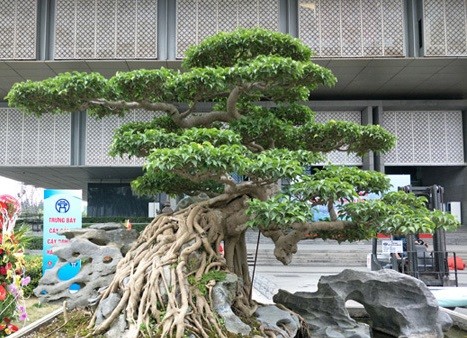 Ngắm cây sanh xưa mua 10 cây vàng, nay đại gia trả 15 tỷ chủ cây vẫn chưa gật đầu-4