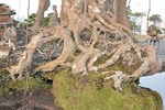 Cây ổi bonsai mọc ngược hiếm có khó tìm, khách trả 900 triệu chủ vẫn không màng-5