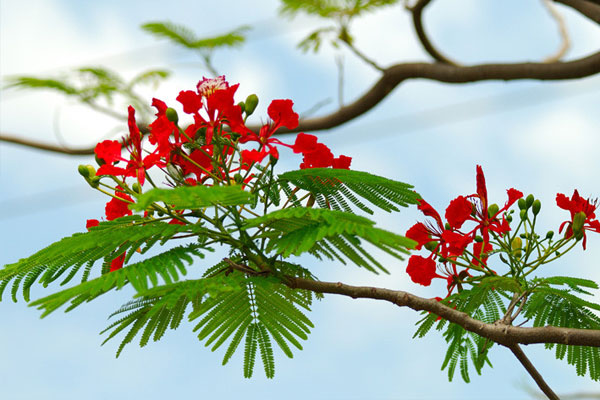 Chi hàng chục triệu cho lễ tri ân: Trọng chữ tình hay ưa hình thức?-1