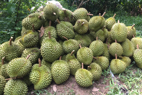 Xe hàng ùn ùn sang Trung Quốc, tiền bán sầu riêng tăng vọt 573%-1