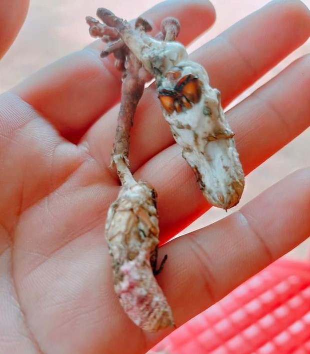 Ăn nấm mọc từ xác nhộng ve sầu, 6 người nhập viện-2