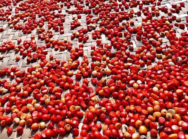 Những loại gia vị rừng rẻ như cho bỗng trở nên đắt đỏ-1