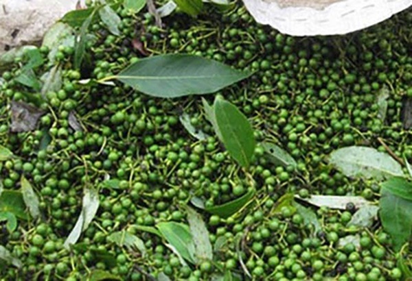 Những loại gia vị rừng rẻ như cho bỗng trở nên đắt đỏ-3