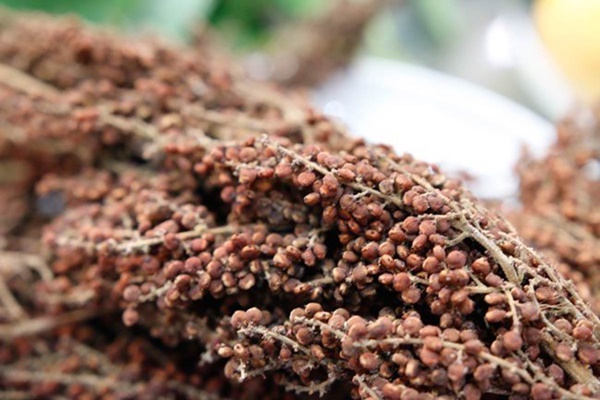 Những loại gia vị rừng rẻ như cho bỗng trở nên đắt đỏ-5