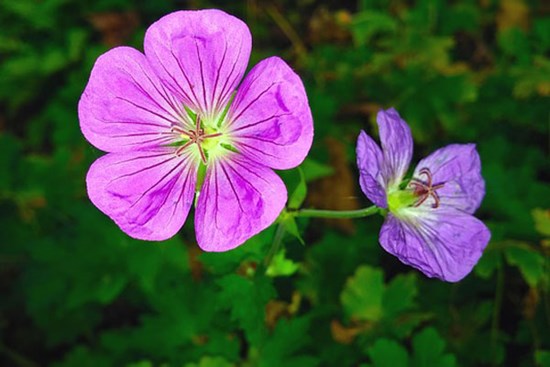 Nửa cuối năm 2023, 3 con giáp hưởng no nê tài lộc, phất lên không ngừng