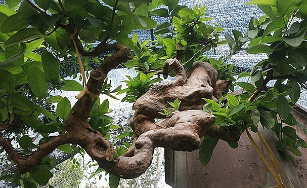 Cây ổi bonsai mọc ngược hiếm có khó tìm, khách trả 900 triệu chủ vẫn không màng-1