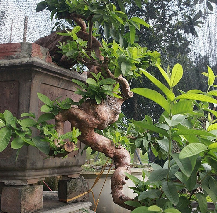 Cây ổi bonsai mọc ngược hiếm có khó tìm, khách trả 900 triệu chủ vẫn không màng-2