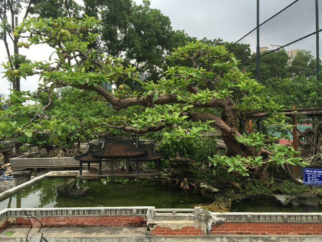 Cây ổi bonsai mọc ngược hiếm có khó tìm, khách trả 900 triệu chủ vẫn không màng-4
