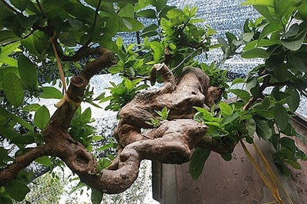 Cây ổi bonsai mọc ngược 
