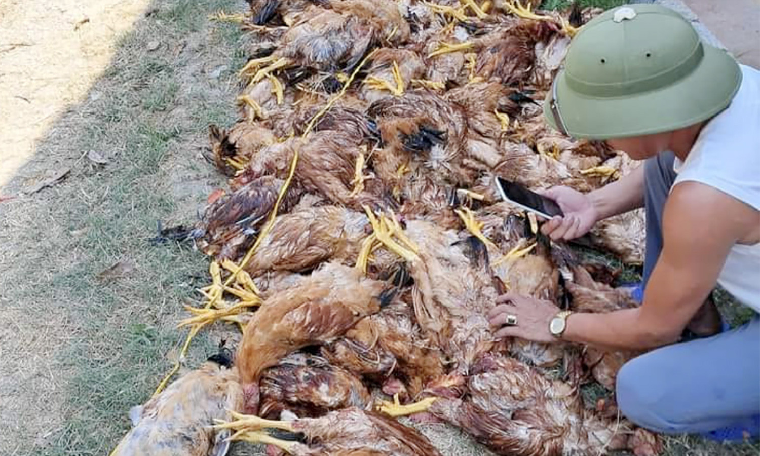 Mất điện đột ngột lúc nắng nóng, trang trại thiệt hại gần 1.000 con gà-1