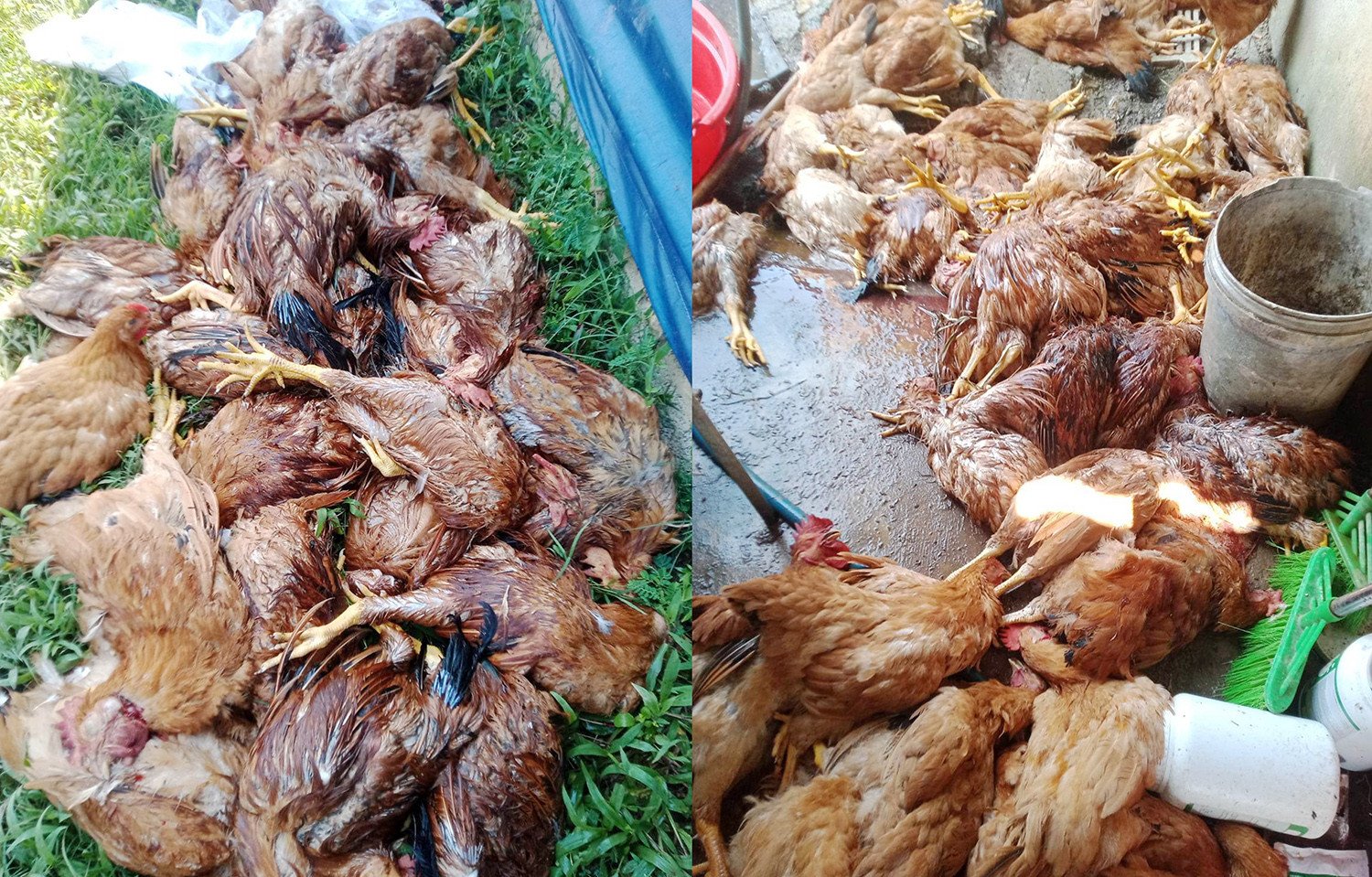 Mất điện đột ngột lúc nắng nóng, trang trại thiệt hại gần 1.000 con gà-2